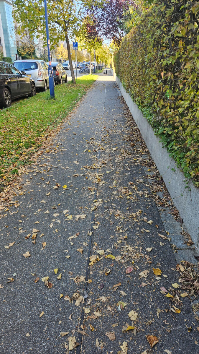 Gehwegreinigung – Vorher Mit Laub bedeckter Gehweg vor der Außenreinigung in Freiburg